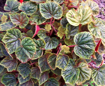 B. ‘Little Antique White’